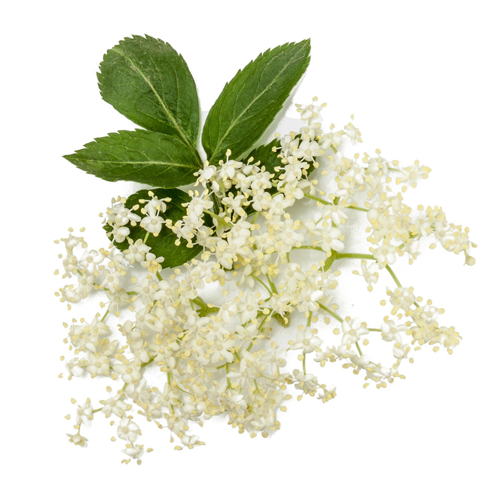 ZEITWUNDER - jane iredale - Holunder-Extrakt